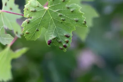 Болезни листьев винограда в картинках: полезная информация и фотографии