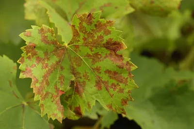 Болезни листьев винограда в картинках: новые изображения в HD качестве
