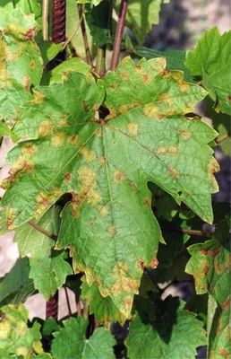 Фото листьев винограда: полезная информация и картинки