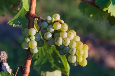 Болезни листьев винограда в картинках: полезная информация и фото