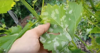 Картинки болезней листьев винограда: скачать в хорошем качестве