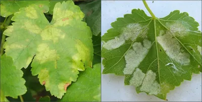 Болезни листьев винограда: как их распознать и лечить. Фото!