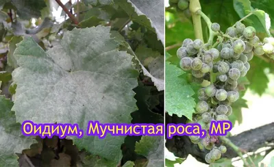 Болезни листьев винограда: фото и советы по уходу.