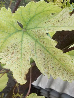 Листья винограда: фото заболеваний и способы защиты.