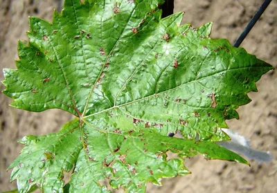 Болезни листьев винограда: фотографии и советы по уходу.