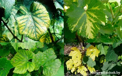 Опасности для листьев винограда: фото и рекомендации.