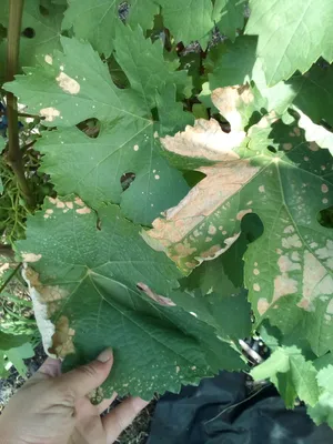 Фотографии болезней листьев винограда: как помочь растению.