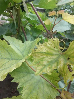 Болезни листьев винограда: фото и советы по уходу за растением.