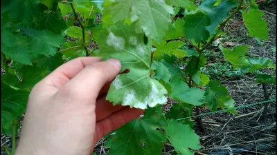Болезни листьев винограда: фото и рекомендации по уходу.