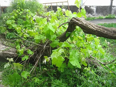 Болезни листьев винограда: фото и рекомендации по уходу.