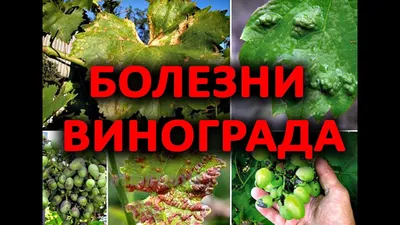 Виноградные листья: фото заболеваний и их лечение.