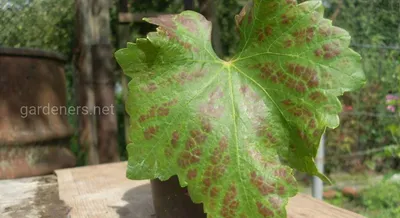 Изображения листьев винограда в формате PNG