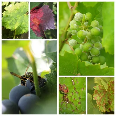 Фотки листьев винограда для скачивания