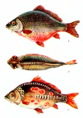 Фотография осетра с расстройствами одышки: заболевания осетровых рыб