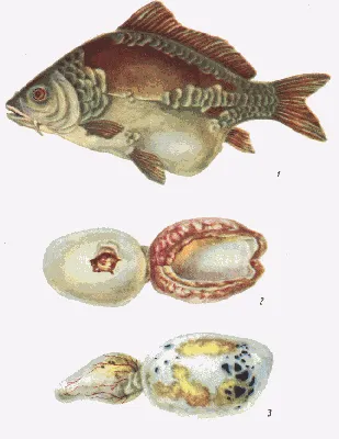 Болезни осетровых рыб фотографии