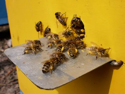 Новые фото болезней пчел: картинки для скачивания