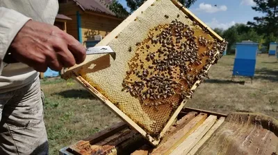 Интересные фотографии болезней у пчел