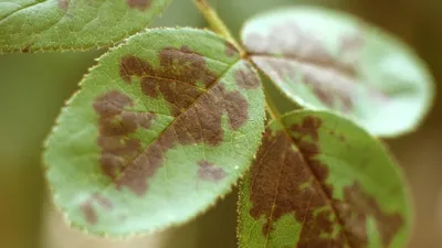 Фотоизображения грибных инфекций у плетистых роз
