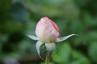 Фотоальбом роз с различными заболеваниями и дефектами
