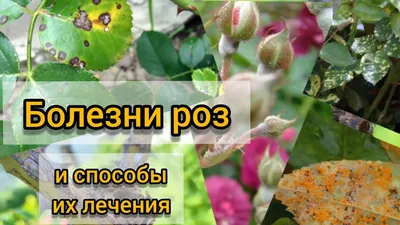 Фотографии роз с светлыми пятнами на листьях и стеблях