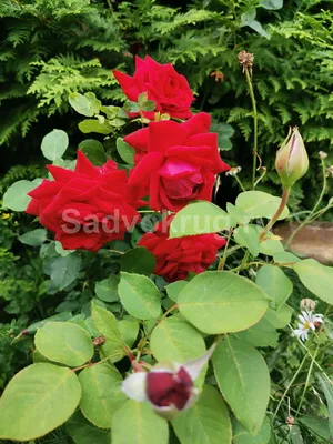 Фотоальбом с примерами разнообразных болезней плетистых роз