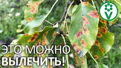 Фотографии пятнистости листьев у плодовых деревьев