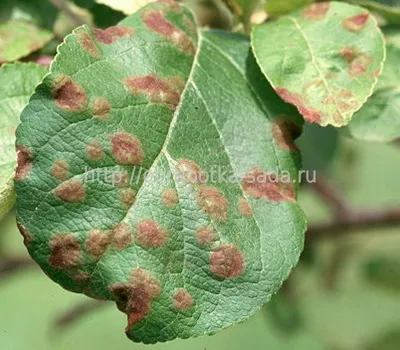 Фотография плодовых деревьев с болезнями