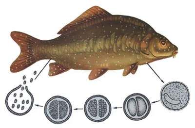 Фотографии болезней пресноводных рыб: Выберите формат и размер для скачивания