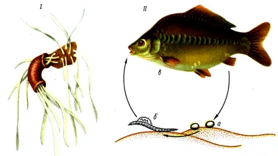 Фотографии болезней пресноводных рыб: Подберите подходящий размер и формат изображения