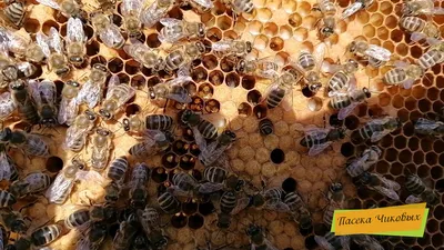 Фото пчел с подписями
