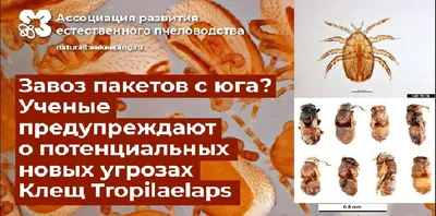 Фотографии, демонстрирующие болезни расплода пчел