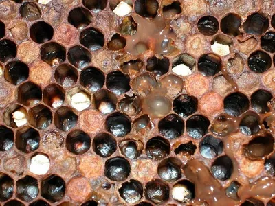 Фотоотчет: болезни расплода пчел в деталях