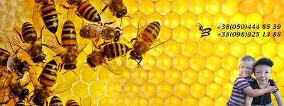Фотографии редких случаев болезней расплода пчел