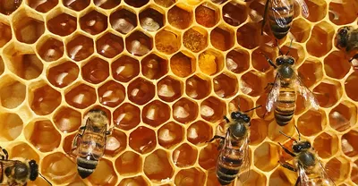Фотографии: иллюстрация болезней расплода пчел