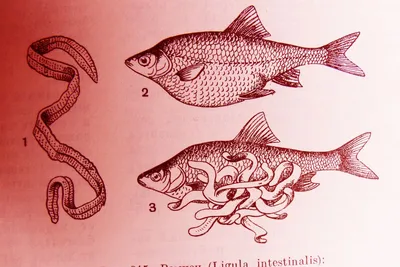 Изображения болезней речных рыб в формате jpg: познавательные фото