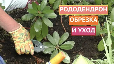 38. Фотографии рододендрона после зимних испытаний: Коллекция