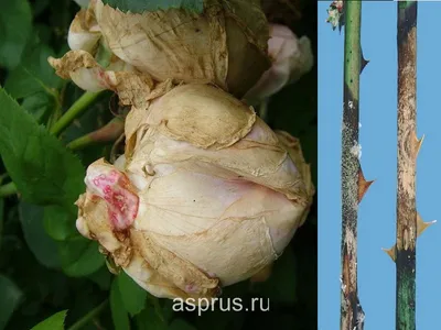 Борьба с болезнями роз: фото и рекомендации специалистов
