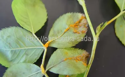 Фотографии роз, пораженных розовым бактериозом и мерами предотвращения