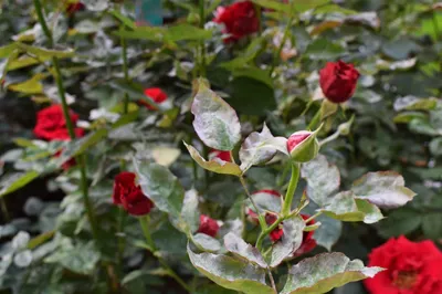 Фото заболеваний роз и их воздействие на цветение