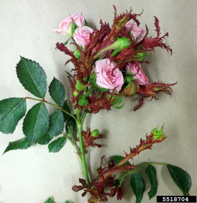 Фото: Фитофторная гниль на розе садовой