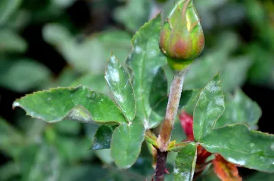 Фотография: Меры по борьбе с мучнистым росой розы садовой