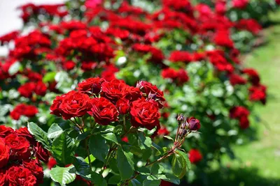 Фото: Листопад розы садовой