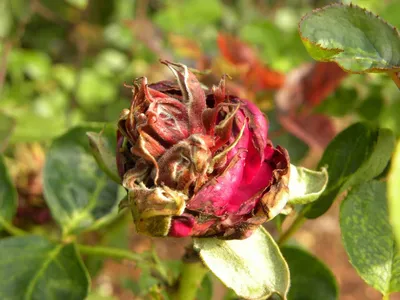 Фото: Вирусное поражение розы садовой