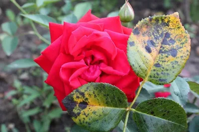 Фото: Гальвахо розы садовой