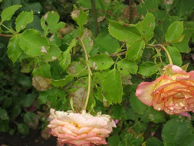 Фото: Ржавчина на розе садовой