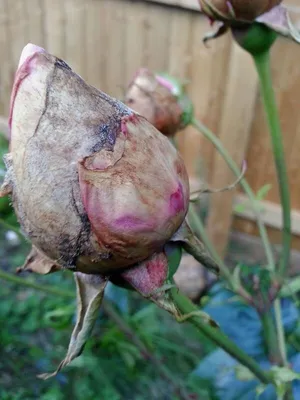 Фотография: Как быстро лечить черную пятнистость у розы садовой