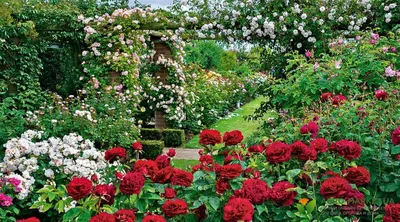 Фото: Опрыскивание розы садовой от вредителей и болезней