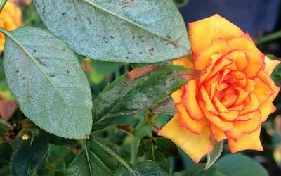 Фотка: Примеры болезней розы садовой на фото