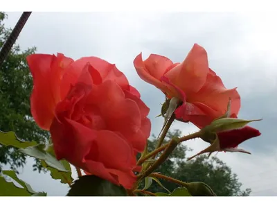 Фото: Розы садовой с разными заболеваниями
