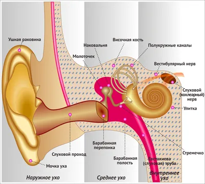 Картинки заболеваний ушной раковины: Углубленный взгляд